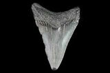 Juvenile Megalodon Tooth - Georgia #75359-1